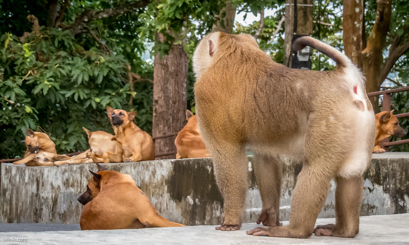 Monkeys bossing dogs