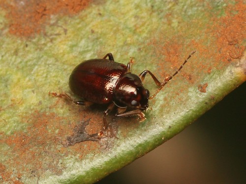 NEED ID leaf beetle