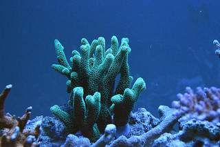 EdoVan's Shallow Nano Reef 150L - Page 4 15981051596_dd40c97122_n