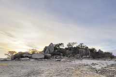 Kubu Island baobab trees at dawn