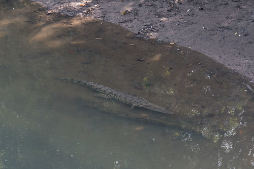 Living crocodile at Sungei Buloh Wetland Reserve, 8 Mar 2015