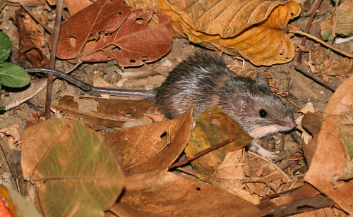 Photo of a spiny pocket mouse among some leaves. 