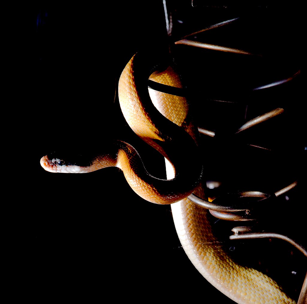 Ridleys Beauty Snake (Orthriophis taeniurus ridleyi)_2