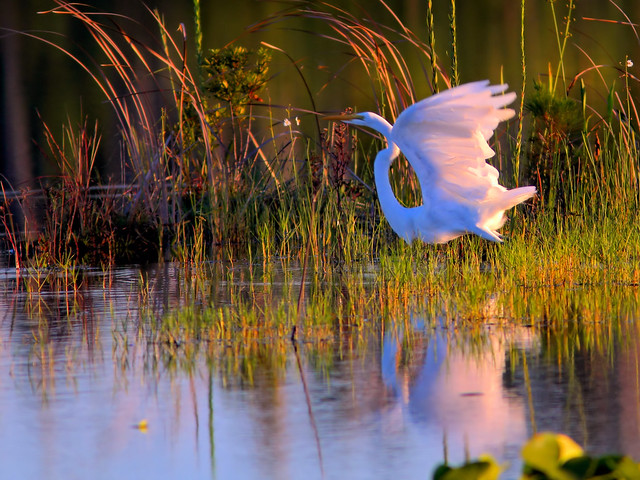 Great Egret takes flight HDR 01-20160911