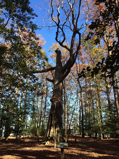 Majestic Oak at York River State Park in Virginia stood for possibly 265 years