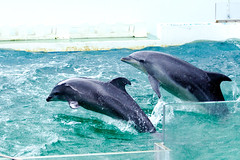 At Shinagawa Aquarium Dolphin Show : しながわ水族館のイルカショーにて