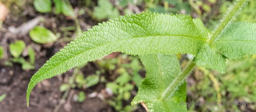 Common boneset (Eupatorium perfoliatum)