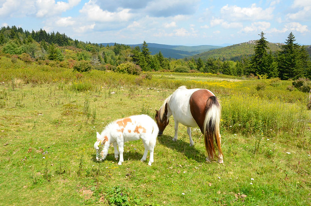 Wild ponies at Grayson Highlands State Park in Virginia will steal your heart!