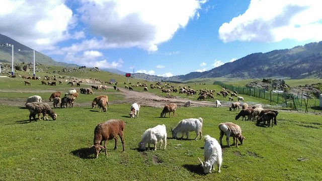 環保阿嬤內地旅遊/北疆綠意的大草原/成群牛羊趣 影片 (二)