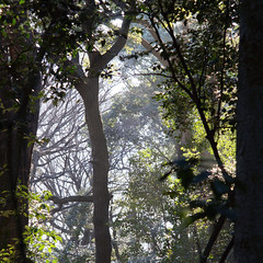 Tree in Meiji Jingu's forest / Baum in Meiji Jingus Wald