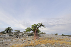 Kubu Island - Baobabs at dawn