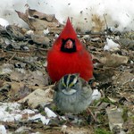 cardinal behind gray bird