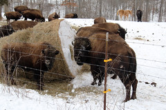 Buffalo in winter