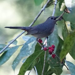 Catbird on Vacation in Belize