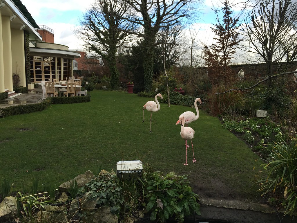 Flamingos At Kensington Roof Gardens Textlad Flickr