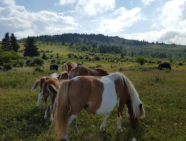 Be quiet and patient, and they will just go about their business all around. Plan on hiking up to the mountain tops where they like to hang out in summer for the excellent grazing. Wild Ponies at Grayson Highlands State Park in Virginia