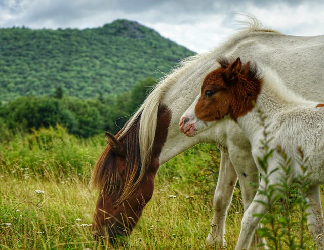 Hiking the beautiful vistas of Grayson Highlands State Park in Virginia and seeing these ponies made for a trip we will remember the rest of our lives.