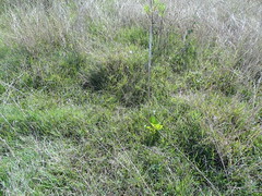 Greenfleet's proposed planting area int he Barolin Nature Reserve, Bundaberg, Qld