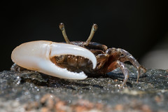 Uca sp., Fiddler crab - Tarutao National Marine Park