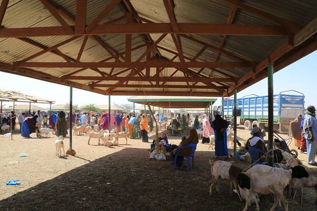 Centre of Burao Livestock Market in Low Season #Lowseason #Market #Burao #Livestock #Trade #Somaliland