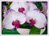 White Phalaenopsis Orchid cv. aphrodite (Moth Orchid, Phal.)