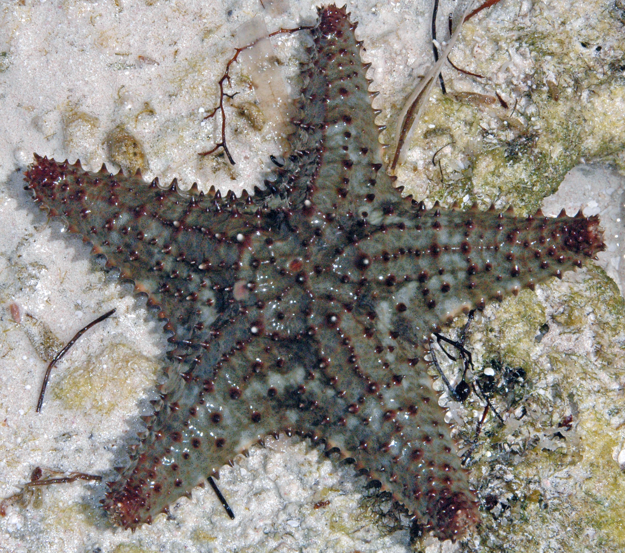 Oreaster reticulatus (reticulated starfish) (San Salvador Island, Bahamas) 6