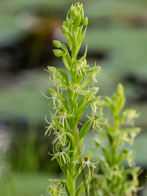 Water-spider orchid