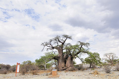 Big Tree Baobab - Kubu Island