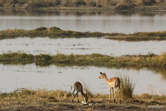 Dos bitxos - Namibia - Two animals