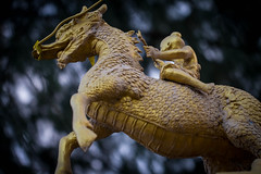 Riding the Dragon Horse