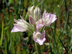 orchis papilionacea