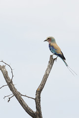 Lilac-breasted roller, Lake Ngami