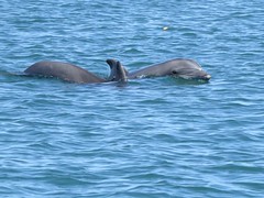 Bottle Nose Dolphins in Magdalena Bay