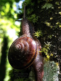 20160621-Wild Snail