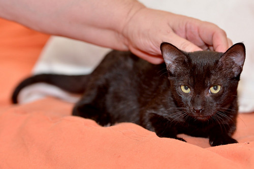 Marley, gatito negro súper sociable y juguetón, nacido en Junio´16, en adopción. Valencia. ADOPTADO. 29541236134_b9f3ee0345