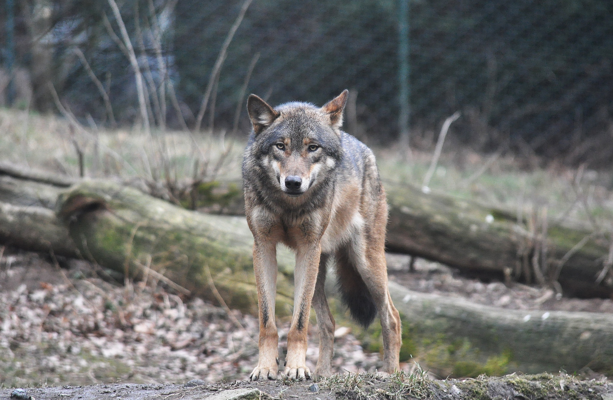 A gorgeous image of a Eurasian wolf