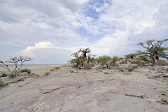 Baobab trees - Kubu Island