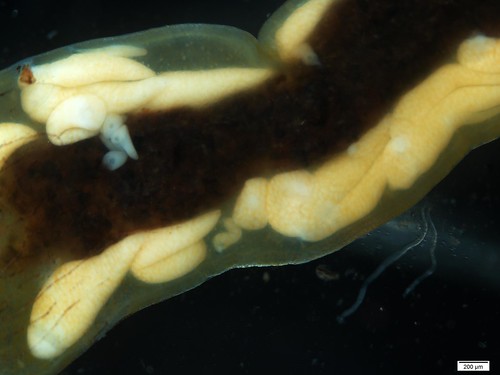 High resolution photo of white gregarine parasites within a damselfly epithelium.