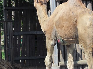 單峰駱駝左下腹明顯垂掛著一顆比鴕鳥蛋還大、疑似「肉瘤」的組織。圖片提供：台灣動物社會研究會