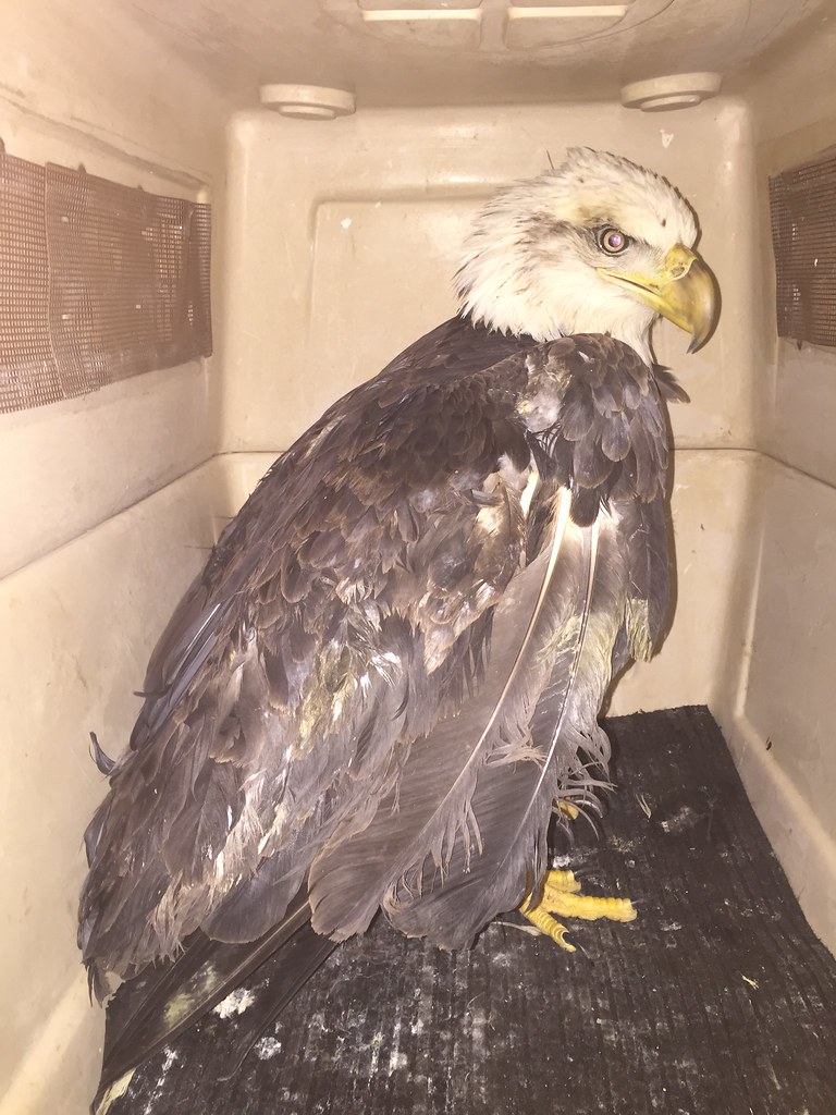 A wounded bald eagle receiving follow-up treatment by University of Tennessee Veterinary Hospital.