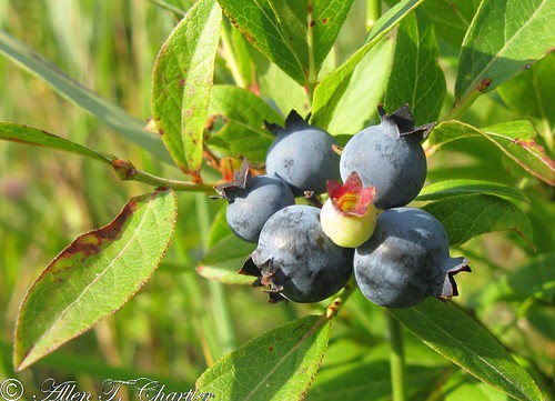 Vaccinium angustifolium (Low Sweet Blueberry)