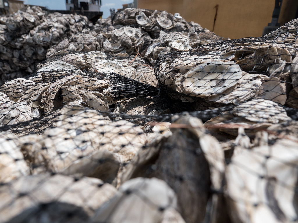 Photo of oyster shells by Mitch Cannon