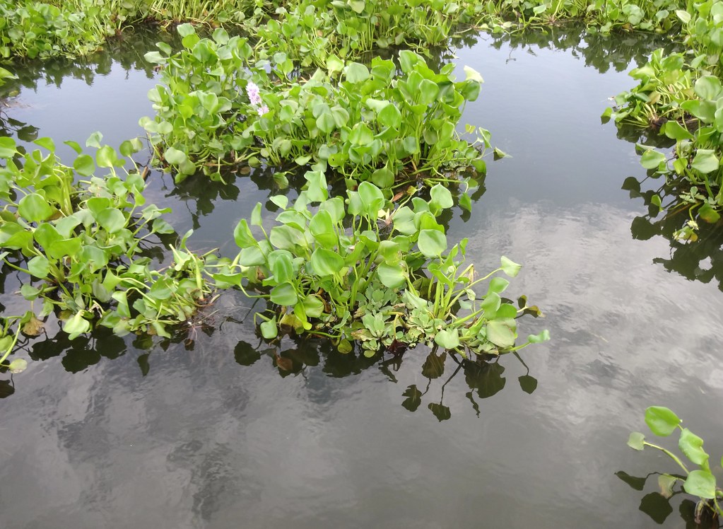 Water hyacinth at Harike.
