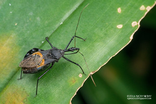Assassin bug (Sycanus sp.) - DSC_1569