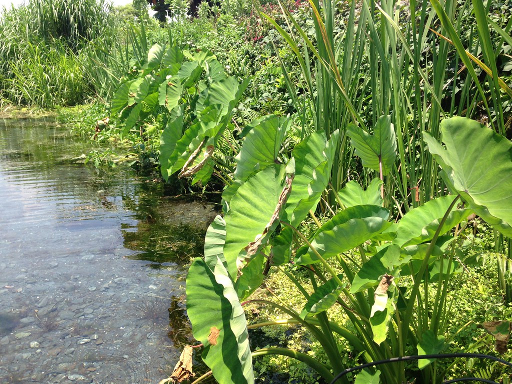 清澈的水質，豐富池邊植物多樣性。資料來源：廖靜蕙。