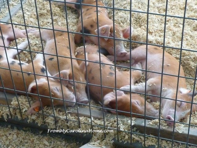 State Fair Livestock 2016 piglets