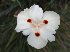 Florecilla bella