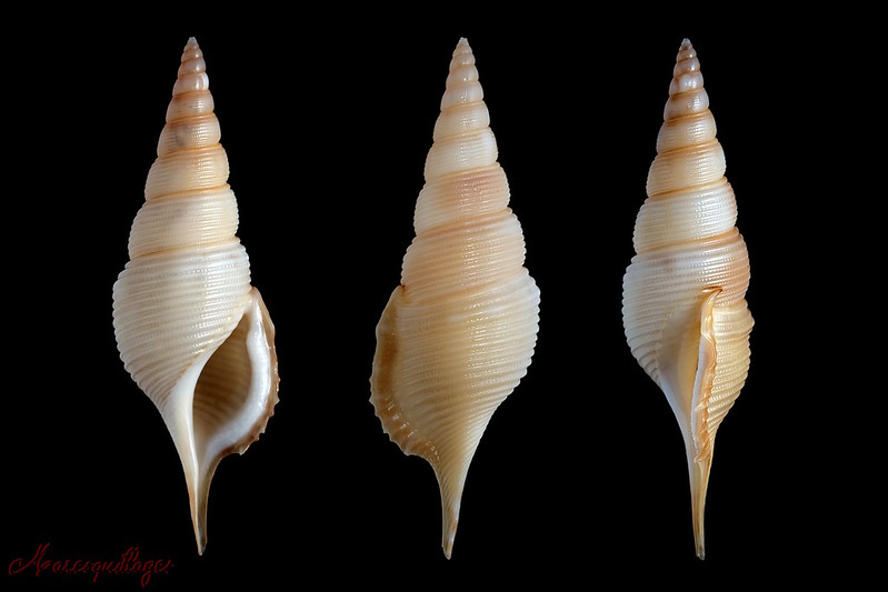 Rimellopsis powisii (Petit de la Saussaye, 1840) 15699246259_c2c381c635_c