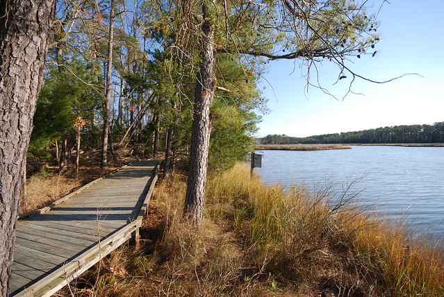 The scenic Mulberry Creek Trail leads you onto the boardwalk near the water at Belle Isle State Park in Virginia