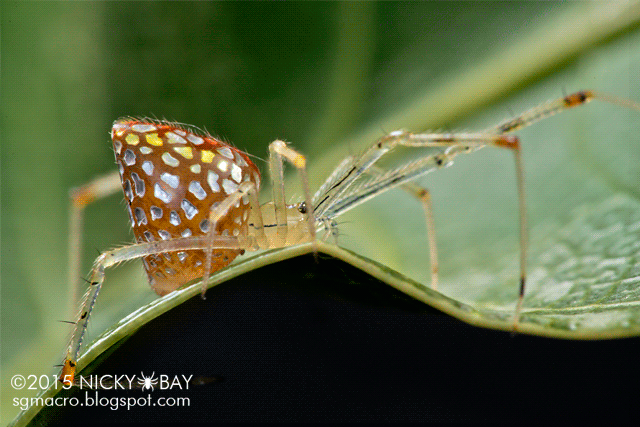 Mirror spider (Twaitesia sp.) - DSC_7358_anim_640